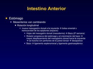 Intestino Anterior Estómago Mesenterios van cambiando Rotación longitudinal  mueve mesogastrio dorsal a la izquierda    bolsa omental o transcavidad de los epiplones (espacio) Hojas del mesogatrio dorsal (mesodermo)    Bazo (5ª semana) Rotaión progresiva del estómago y el crecimiento del bazo    mayor desplazamiento del mesogastrio dorsal hacia la izquierda    se fusiona con peritoneo de la pared dorsal    desaparece Bazo    ligamento esplenorrenal y ligamento gastroesplénico 