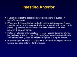 Intestino Anterior Fusión mesogastrio dorsal con pared posterior del cuerpo    posición páncreas Páncreas    desarrollado a partir del mesoduodeno dorsal    cola se extiende hasta el mesogastrio dorsal    esta al fusionarse con la pared    pancreas solo con revestimiento peritoneal en cara anterior    retroperitoneal Rotación gástrica anteroposterior    mesogastrio dorsal se elonga hacia abajo    forma un saco (2 capas) que se extiende cubriendo colon transverso y asas de intestino delgado    Epiplón mayor Epiplón mayor    fusión de capas    1 lámina    capa posterior se fusiona con cara anterior del transverso 