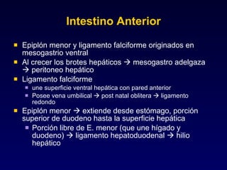 Intestino Anterior Epiplón menor y ligamento falciforme originados en mesogastrio ventral  Al crecer los brotes hepáticos    mesogastro adelgaza    peritoneo hepático Ligamento falciforme  une superficie ventral hepática con pared anterior Posee vena umbilical    post natal oblitera    ligamento redondo Epiplón menor    extiende desde estómago, porción superior de duodeno hasta la superficie hepática Porción libre de E. menor (que une hígado y duodeno)    ligamento hepatoduodenal    hilio hepático 