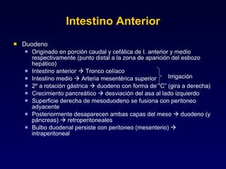 Intestino Anterior Duodeno Originado en porción caudal y cefálica de I. anterior y medio respectivamente (punto distal a la zona de aparición del esbozo hepático) Intestino anterior    Tronco celíaco Intestino medio    Arteria mesentérica superior 2º a rotación gástrica    duodeno con forma de “C” (gira a derecha) Crecimiento pancreático    desviación del asa al lado izquierdo Superficie derecha de mesoduodeno se fusiona con peritoneo adyacente Posteriormente desaparecen ambas capas del meso    duodeno (y páncreas)    retroperitoneales Bulbo duodenal persiste con peritoneo (mesenterio)    intraperitoneal Irrigación 