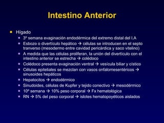 Intestino Anterior Hígado 3º semana evaginación endodérmica del extremo distal del I.A Esbozo o divertículo hepático    células se introducen en el septo tranverso (mesodermo entre cavidad pericárdica y saco vitelino) A medida que las células proliferan, la unión del divertículo con el intestino anterior se estrecha    colédoco Colédoco presenta evaginación ventral    vesícula biliar y cístico Células epiteliales se mezclan con vasos onfalomesentéricos    sinusoides hepáticos Hepatocitos    endodérmico Sinudoides, células de Kupfer y tejido conectivo    mesodérmico 10º semana    10% peso corporal    Fx hematológica RN    5% del peso corporal    islotes hematopoyéticos aislados 