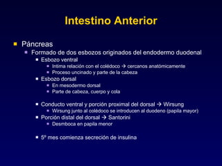Intestino Anterior Páncreas Formado de dos esbozos originados del endodermo duodenal Esbozo ventral Intima relación con el colédoco    cercanos anatómicamente Proceso uncinado y parte de la cabeza Esbozo dorsal En mesodermo dorsal Parte de cabeza, cuerpo y cola Conducto ventral y porción proximal del dorsal    Wirsung Wirsung junto al colédoco se introducen al duodeno (papila mayor) Porción distal del dorsal    Santorini Desmboca en papila menor 5º mes comienza secreción de insulina 