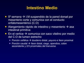 Intestino Medio 5º semana    I.M suspendido de la pared dorsal por mesenterio corte y comunica con el conducto onfalomesentérico (C.O) Alargamiento rápido de intestino y mesenterio    asa intestinal primitiva En el vertice    comunica con saco vitelino por medio del C.O de lumen estrecho Porción cefálica    duodeno distal, yeyuno e íleon proximal Porción caudal    íleon distal, ciego, apendice, colon ascendente y 2/3 proximales del tranverso 