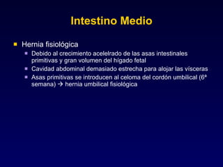Intestino Medio Hernia fisiológica Debido al crecimiento acelelrado de las asas intestinales primitivas y gran volumen del hígado fetal Cavidad abdominal demasiado estrecha para alojar las vísceras Asas primitivas se introducen al celoma del cordón umbilical (6ª semana)    hernia umbilical fisiológica 