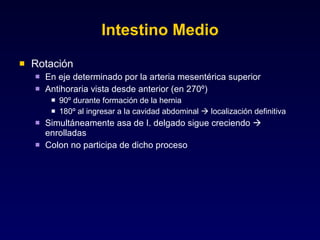 Intestino Medio Rotación En eje determinado por la arteria mesentérica superior Antihoraria vista desde anterior (en 270º) 90º durante formación de la hernia 180º al ingresar a la cavidad abdominal    localización definitiva Simultáneamente asa de I. delgado sigue creciendo    enrolladas Colon no participa de dicho proceso 