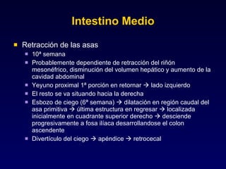 Intestino Medio Retracción de las asas 10ª semana Probablemente dependiente de retracción del riñón mesonéfrico, disminución del volumen hepático y aumento de la cavidad abdominal Yeyuno proximal 1ª porción en retornar    lado izquierdo El resto se va situando hacia la derecha Esbozo de ciego (6ª semana)    dilatación en región caudal del asa primitiva    última estructura en regresar    localizada inicialmente en cuadrante superior derecho    desciende progresivamente a fosa ilíaca desarrollandose el colon ascendente Divertículo del ciego    apéndice    retrocecal 