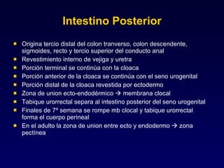 Intestino Posterior Origina tercio distal del colon tranverso, colon descendente, sigmoides, recto y tercio superior del conducto anal Revestimiento interno de vejiga y uretra Porción terminal se continúa con la cloaca Porción anterior de la cloaca se continúa con el seno urogenital Porción distal de la cloaca revestida por ectodermo Zona de union ecto-endodérmico    membrana clocal Tabique urorrectal separa al intestino posterior del seno urogenital Finales de 7º semana se rompe mb clocal y tabique urorrectal forma el cuerpo perineal En el adulto la zona de union entre ecto y endodermo    zona pectínea 
