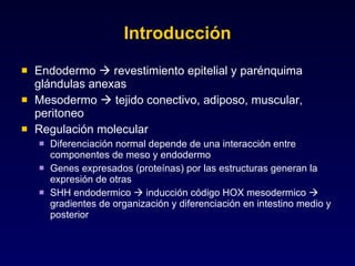 Introducción Endodermo    revestimiento epitelial y parénquima glándulas anexas Mesodermo    tejido conectivo, adiposo, muscular, peritoneo Regulación molecular Diferenciación normal depende de una interacción entre componentes de meso y endodermo Genes expresados (proteínas) por las estructuras generan la expresión de otras SHH endodermico    inducción código HOX mesodermico    gradientes de organización y diferenciación en intestino medio y posterior 