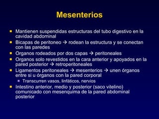 Mesenterios Mantienen suspendidas estructuras del tubo digestivo en la cavidad abdominal Bicapas de peritoneo    rodean la estructura y se conectan con las paredes Organos rodeados por dos capas    peritoneales Organos solo revestidos en la cara anterior y apoyados en la pared posterior    retroperitoneales Ligamentos peritoneales    mesenterios    unen órganos entre si u órganos con la pared corporal Transcurren vasos, linfáticos, nervios Intestino anterior, medio y posterior (saco vitelino) comunicado con mesenquima de la pared abdominal posterior 