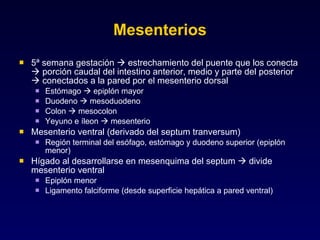 Mesenterios 5ª semana gestación    estrechamiento del puente que los conecta    porción caudal del intestino anterior, medio y parte del posterior    conectados a la pared por el mesenterio dorsal Estómago    epiplón mayor Duodeno    mesoduodeno Colon    mesocolon Yeyuno e íleon    mesenterio Mesenterio ventral (derivado del septum tranversum) Región terminal del esófago, estómago y duodeno superior (epiplón menor) Hígado al desarrollarse en mesenquima del septum    divide mesenterio ventral  Epiplón menor Ligamento falciforme (desde superficie hepática a pared ventral) 