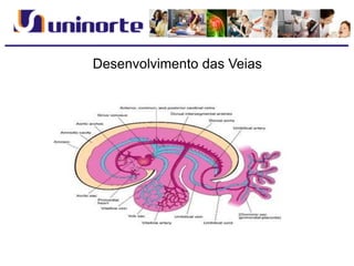 Desenvolvimento das Veias
 