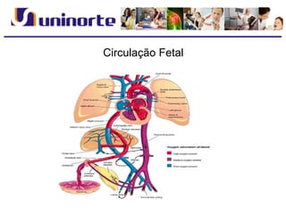 Circulação Fetal
 