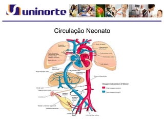 Circulação Neonato
 