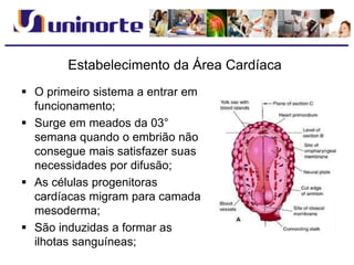 Estabelecimento da Área Cardíaca
 O primeiro sistema a entrar em
funcionamento;
 Surge em meados da 03°
semana quando o embrião não
consegue mais satisfazer suas
necessidades por difusão;
 As células progenitoras
cardíacas migram para camada
mesoderma;
 São induzidas a formar as
ilhotas sanguíneas;
 