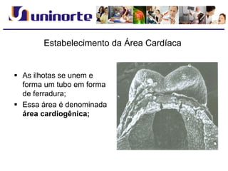 Estabelecimento da Área Cardíaca
 As ilhotas se unem e
forma um tubo em forma
de ferradura;
 Essa área é denominada
área cardiogênica;
 