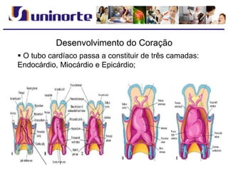 Desenvolvimento do Coração
 O tubo cardíaco passa a constituir de três camadas:
Endocárdio, Miocárdio e Epicárdio;
 