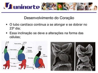 Desenvolvimento do Coração
 O tubo cardíaco continua a se alongar e se dobrar no
23º dia;
 Essa inclinação se deve a alterações na forma das
células;
 