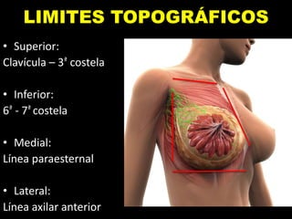 LIMITES TOPOGRÁFICOS
• Superior:
Clavícula – 3ª costela
• Inferior:
6ª - 7ª costela
• Medial:
Línea paraesternal
• Lateral:
Línea axilar anterior
 