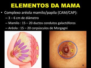 ELEMENTOS DA MAMA
• Complexo aréola mamilo/papila (CAM/CAP):
– 3 – 6 cm de diâmetro
– Mamilo : 15 – 20 ductos condutos galactóforos
– Aréola : 15 – 20 corpúsculos de Morgagni
 