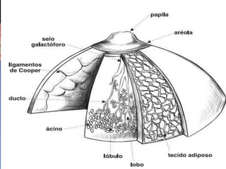 ELEMENTOS DA MAMA
CAM / CAP
SEIO GALACTÓFORO
DUCTO GALACTÓFORO
LÓBULOS
 