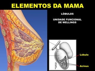 ELEMENTOS DA MAMA
LÓBULOS
UNIDADE FUNCIONAL
DE WELLINGS
Lóbulo
Acinus
 