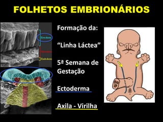 FOLHETOS EMBRIONÁRIOS
Formação da:
“Linha Láctea”
5ª Semana de
Gestação
Ectoderma
Axila - Virilha
 