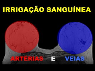 ARTÉRIAS E VEIAS
IRRIGAÇÃO SANGUÍNEA
 