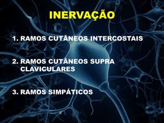 INERVAÇÃO
1. RAMOS CUTÂNEOS INTERCOSTAIS
2. RAMOS CUTÂNEOS SUPRA
CLAVICULARES
3. RAMOS SIMPÁTICOS
 