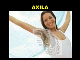 AXILA
 