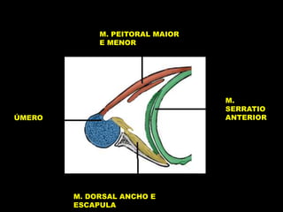 M. PEITORAL MAIOR
E MENOR
M.
SERRATIO
ANTERIOR
M. DORSAL ANCHO E
ESCAPULA
ÚMERO
 