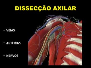 DISSECÇÃO AXILAR
• VEIAS
• ARTERIAS
• NERVOS
 