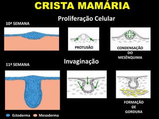 CRISTA MAMÁRIA
Ectoderma Mesoderma
Proliferação Celular
Invaginação
PROTUSÃO CONDENSAÇÃO
DO
MESÊNQUIMA
FORMAÇÃO
DE
GORDURA
10ª SEMANA
11ª SEMANA
 