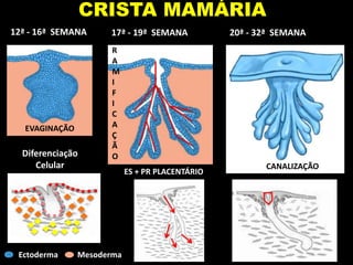 CRISTA MAMÁRIA
Ectoderma Mesoderma
12ª - 16ª SEMANA 17ª - 19ª SEMANA 20ª - 32ª SEMANA
EVAGINAÇÃO
R
A
M
I
F
I
C
A
Ç
Ã
O
CANALIZAÇÃO
Diferenciação
Celular
ES + PR PLACENTÁRIO
 