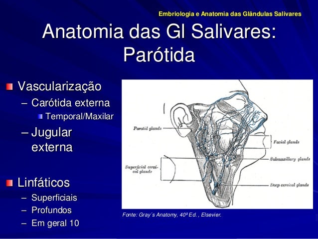 Embriologia e anatomia das gl salivares 2015