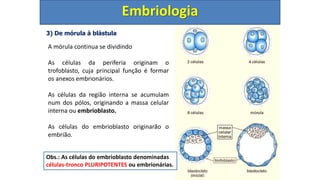 3) De mórula à blástula
Embriologia
A mórula continua se dividindo
As células da periferia originam o
trofoblasto, cuja principal função é formar
os anexos embrionários.
As células da região interna se acumulam
num dos pólos, originando a massa celular
interna ou embrioblasto.
As células do embrioblasto originarão o
embrião.
Obs.: As células do embrioblasto denominadas
células-tronco PLURIPOTENTES ou embrionárias.
 