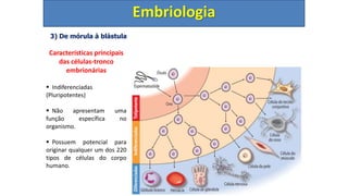 3) De mórula à blástula
Embriologia
Características principais
das células-tronco
embrionárias
 Indiferenciadas
(Pluripotentes)
 Não apresentam uma
função específica no
organismo.
 Possuem potencial para
originar qualquer um dos 220
tipos de células do corpo
humano.
 