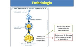 3) De mórula à blástula
Embriologia
Retirada das
células-tronco
embrionárias
Tratamento de doenças
crônico-degenerativas
e traumáticas.
Após retirada das
células-tronco o
embrião morre.
 