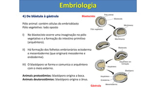 4) De blástula à gástrula
Embriologia
Pólo animal: contém células do embrioblasto
Pólo vegetetivo: lado oposto
I) No blastocisto ocorre uma invaginação no pólo
vegetativo e a formação do intestino primitivo
(arquêntero).
II) Há formação dos folhetos embrionários ectoderma
e mesentoderme (que originará mesoderme e
endoderme).
III) O blastóporo se forma e comunica o arquêntero
com o meio externo.
Animais protostômios: blastóporo origina a boca.
Animais deuterostômios: blastóporo origina o ânus.
Gástrula
Blastocisto
 