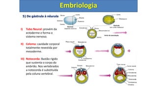 5) De gástrula à nêurula
Embriologia
I) Tubo Neural: provém da
ectoderme e forma o
sistema nervoso.
II) Celoma: cavidade corporal
totalmente revestida por
mesoderme.
III) Notocorda: Bastão rígido
que sustenta o corpo do
embrião. Nos vertebrados
a notocorda é substituída
pela coluna vertebral.
 