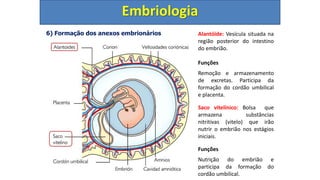 6) Formação dos anexos embrionários
Embriologia
Alantóide: Vesícula situada na
região posterior do intestino
do embrião.
Funções
Remoção e armazenamento
de excretas. Participa da
formação do cordão umbilical
e placenta.
Saco vitelínico: Bolsa que
armazena substâncias
nitritivas (vitelo) que irão
nutrir o embrião nos estágios
iniciais.
Funções
Nutrição do embrião e
participa da formação do
cordão umbilical.
 
