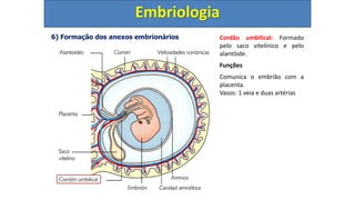 6) Formação dos anexos embrionários
Embriologia
Cordão umbilical: Formado
pelo saco vitelínico e pelo
alantóide.
Funções
Comunica o embrião com a
placenta.
Vasos: 1 veia e duas artérias
 