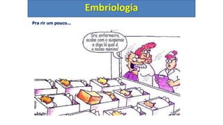 Pra rir um pouco...
Embriologia
 