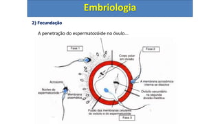2) Fecundação
A penetração do espermatozóide no óvulo...
Embriologia
 