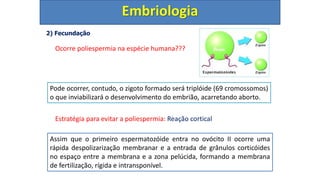 2) Fecundação
Ocorre poliespermia na espécie humana???
Estratégia para evitar a poliespermia: Reação cortical
Embriologia
Pode ocorrer, contudo, o zigoto formado será triplóide (69 cromossomos)
o que inviabilizará o desenvolvimento do embrião, acarretando aborto.
Assim que o primeiro espermatozóide entra no ovócito II ocorre uma
rápida despolizarização membranar e a entrada de grânulos corticóides
no espaço entre a membrana e a zona pelúcida, formando a membrana
de fertilização, rígida e intransponível.
 