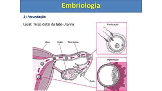 2) Fecundação
Local: Terço distal da tuba uterina
Embriologia
 