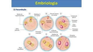 2) Fecundação
Etapas
Embriologia
 