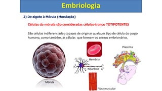 2) De zigoto à Mórula (Morulação)
Células da mórula são consideradas células-tronco TOTIPOTENTES
São células indiferenciadas capazes de originar qualquer tipo de célula do corpo
humano, como também, as células que formam os anexos embrionários.
Embriologia
Mórula
Placenta
Hemácia
Neurônio
Fibra muscular
 