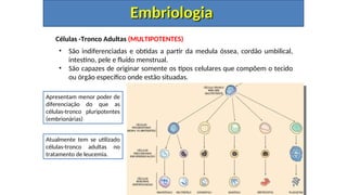 Células -Tronco Adultas (MULTIPOTENTES)
• São indiferenciadas e obtidas a partir da medula óssea, cordão umbilical,
intestino, pele e fluído menstrual.
• São capazes de originar somente os tipos celulares que compõem o tecido
ou órgão específico onde estão situadas.
Embriologia
Embriologia
Apresentam menor poder de
diferenciação do que as
células-tronco pluripotentes
(embrionárias)
Atualmente tem se utilizado
células-tronco adultas no
tratamento de leucemia.
 