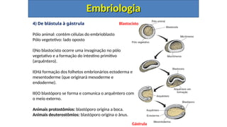 4) De blástula à gástrula
Embriologia
Embriologia
Pólo animal: contém células do embrioblasto
Pólo vegetetivo: lado oposto
I)No blastocisto ocorre uma invaginação no pólo
vegetativo e a formação do intestino primitivo
(arquêntero).
II)Há formação dos folhetos embrionários ectoderma e
mesentoderme (que originará mesoderme e
endoderme).
III)O blastóporo se forma e comunica o arquêntero com
o meio externo.
Animais protostômios: blastóporo origina a boca.
Animais deuterostômios: blastóporo origina o ânus.
Gástrula
Blastocisto
 