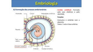 6) Formação dos anexos embrionários
Embriologia
Embriologia
Cordão umbilical: Formado
pelo saco vitelínico e pelo
alantóide.
Funções
Comunica o embrião com a
placenta.
Vasos: 1 veia e duas artérias
 